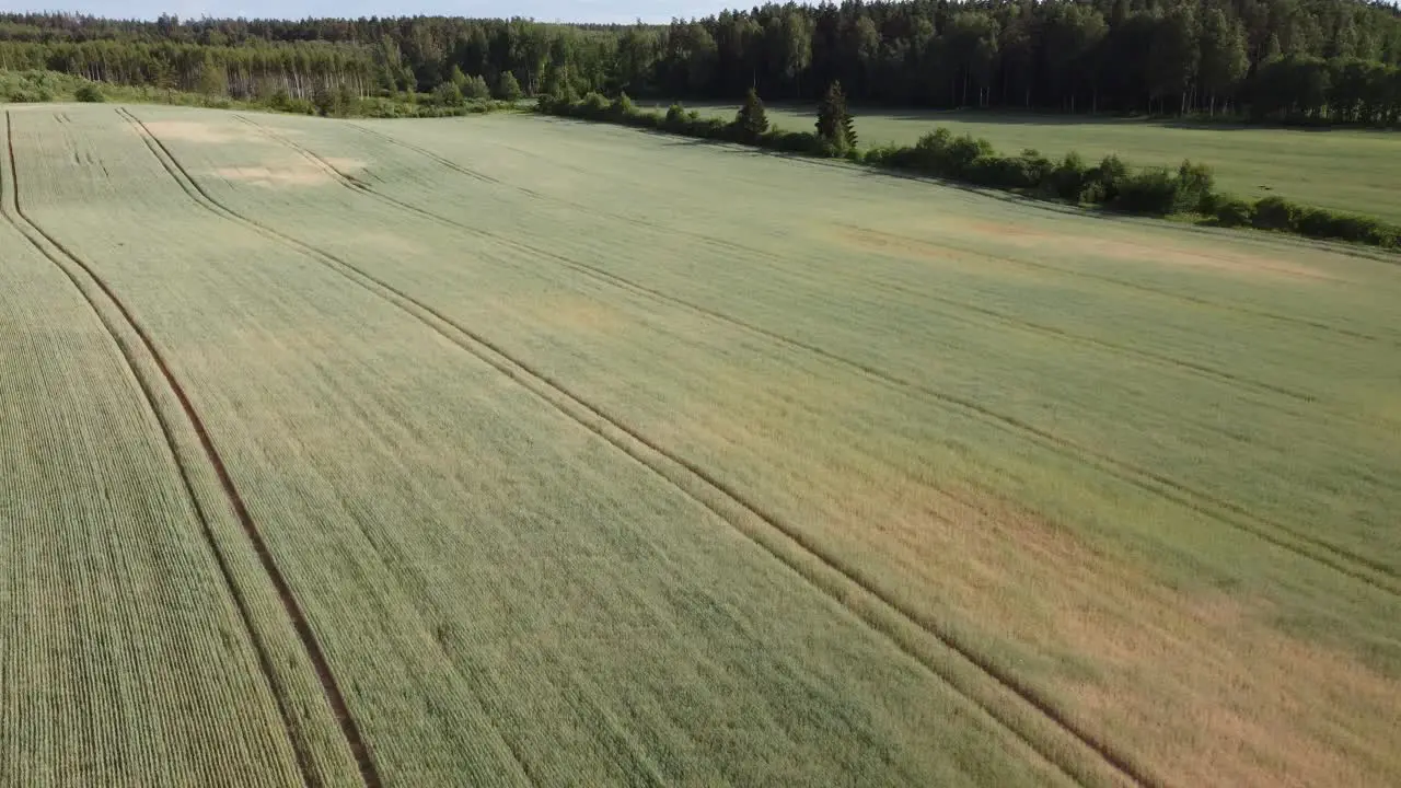 Died wheat field in drought field dry summer season