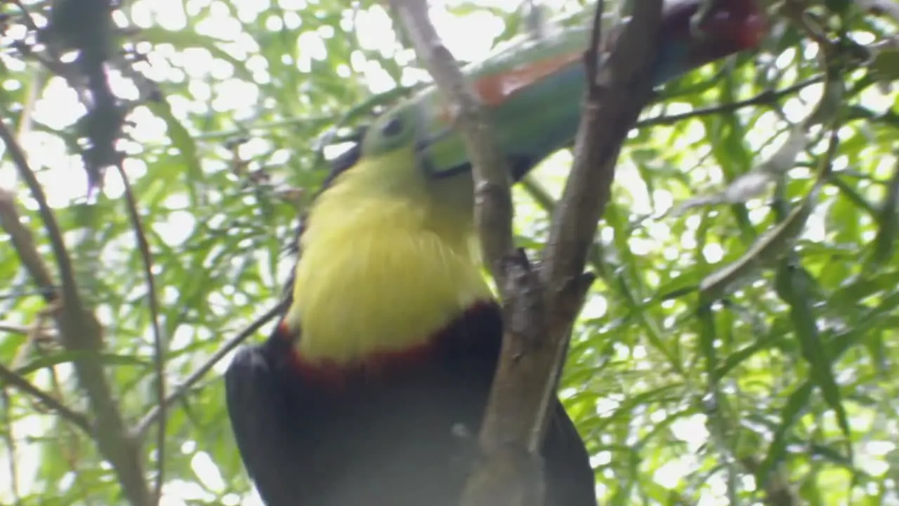 Toucan rests in a tree