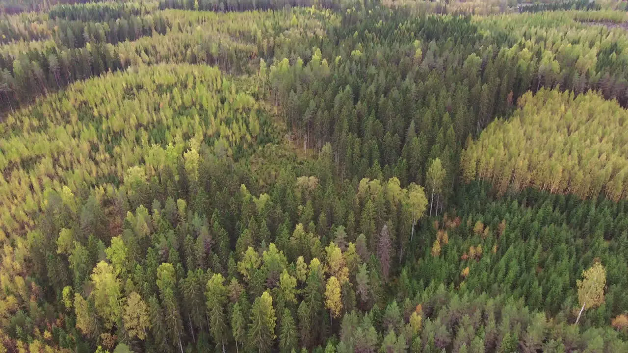 Drone shot of a autumn colored boreal forest