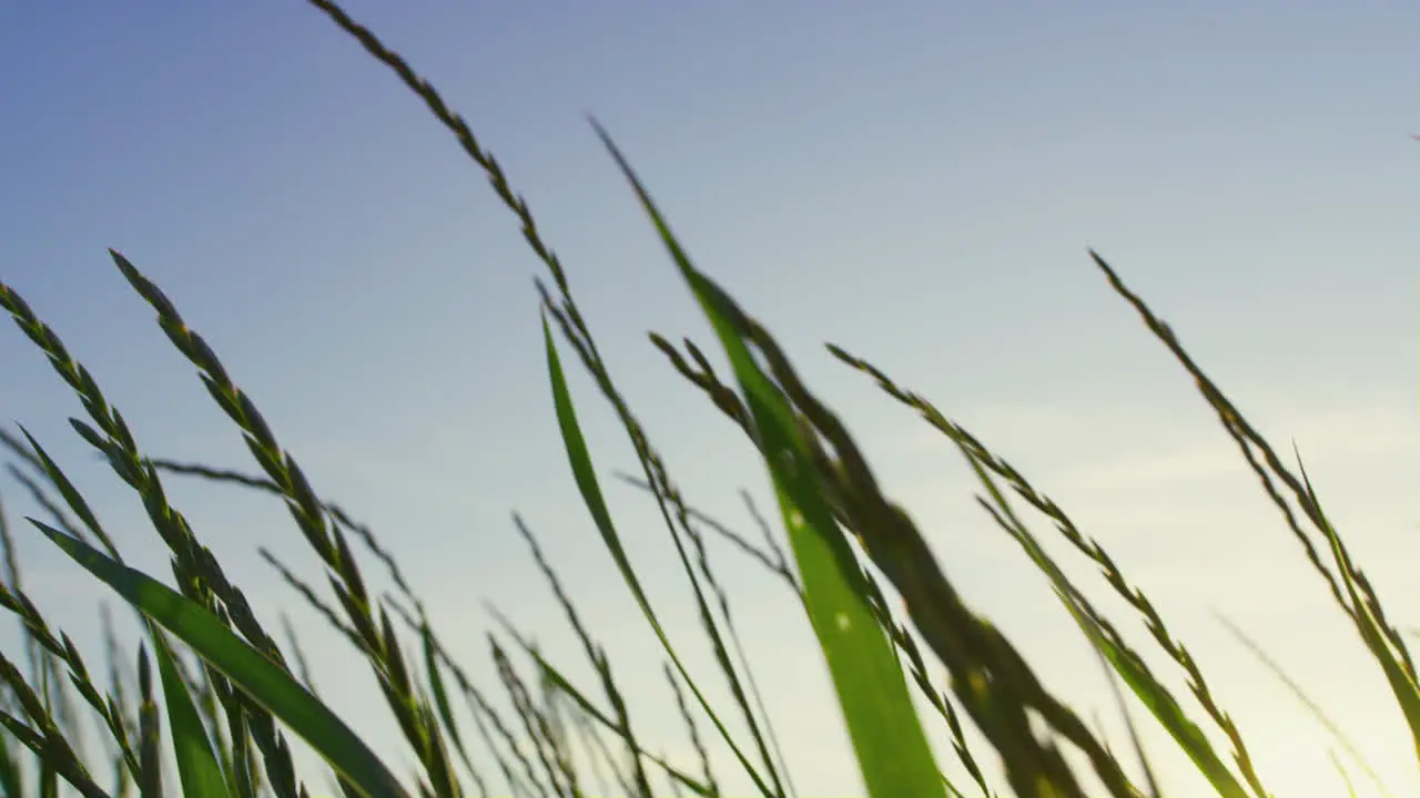 Close up green grass swaying wind Abstract nature background