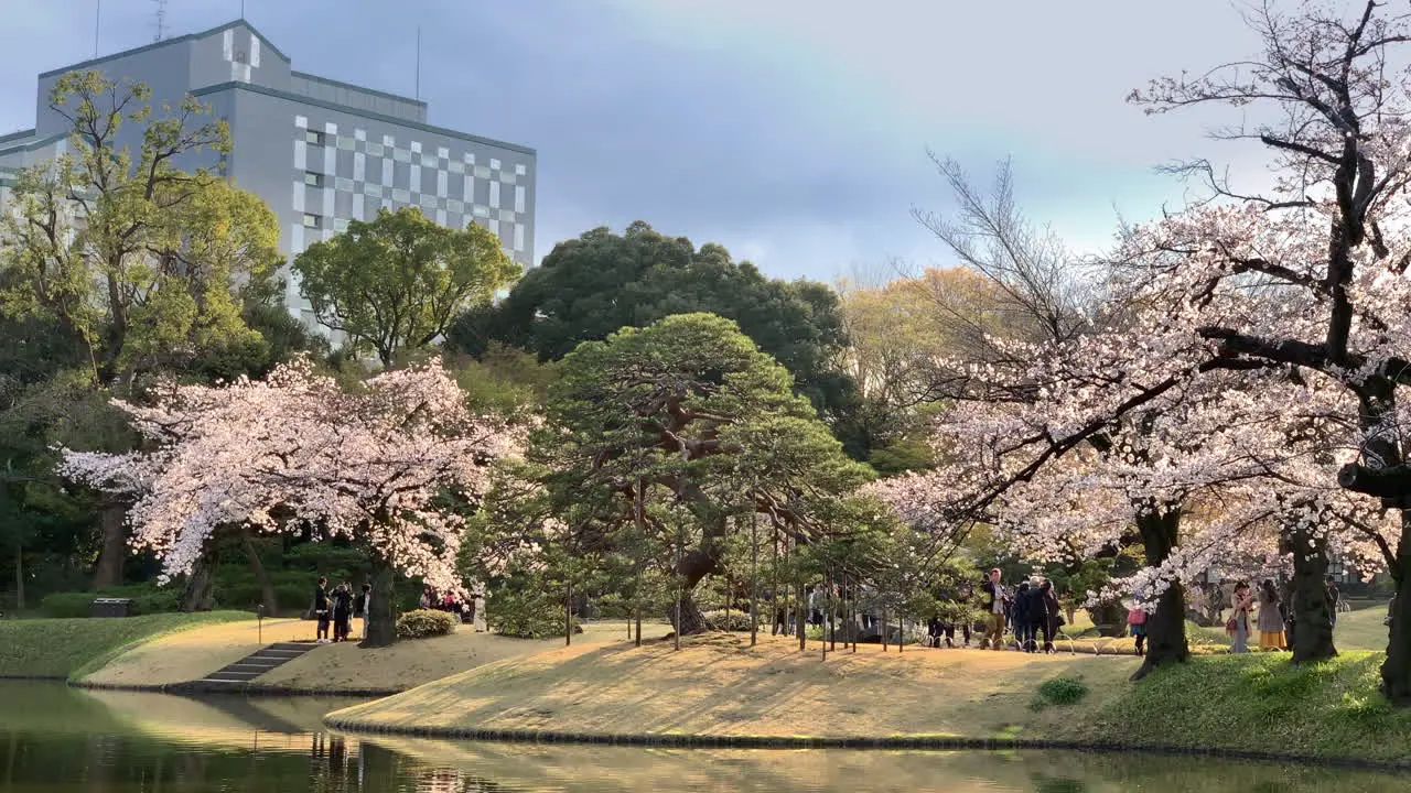 Sunset behind cherry blossom trees at the Koishikawa Botanical Garden lake