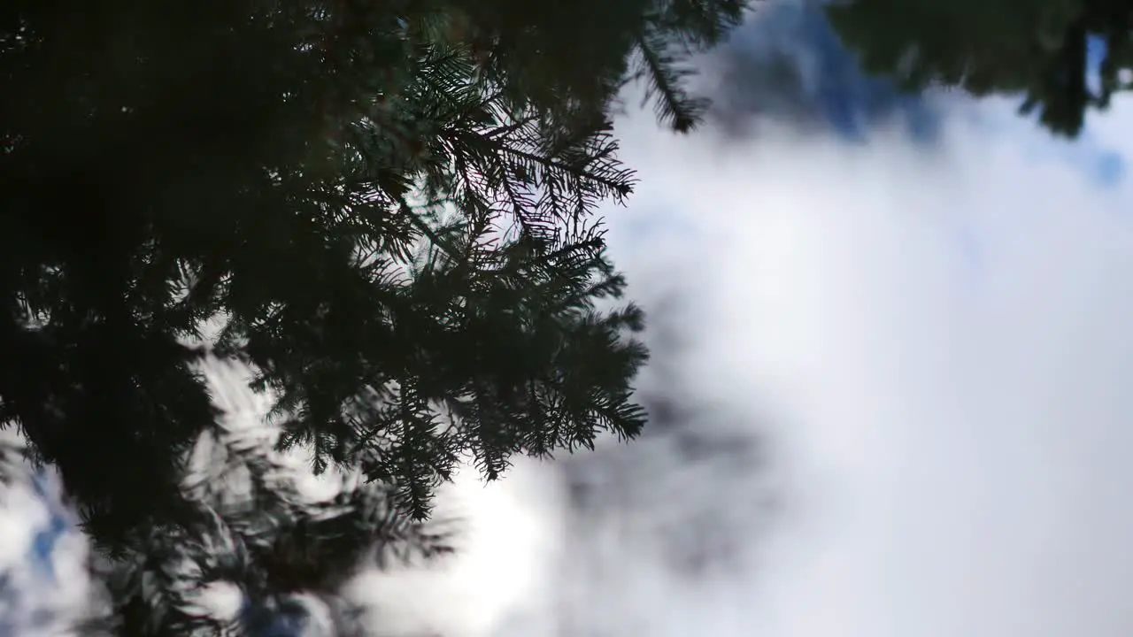 Abstract shot looking up into an overcast sky through pine