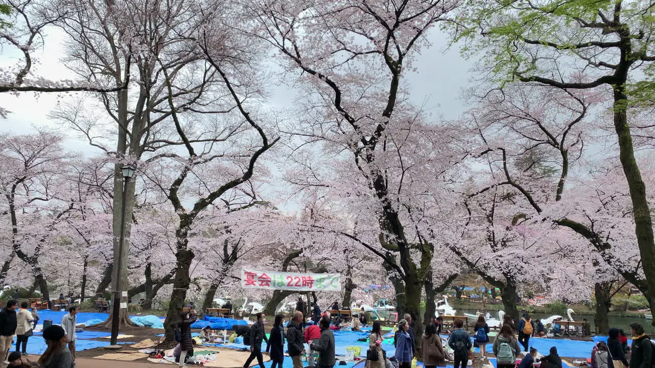 People enjoying a picnic day with cherry blossoms at Inokashira Park