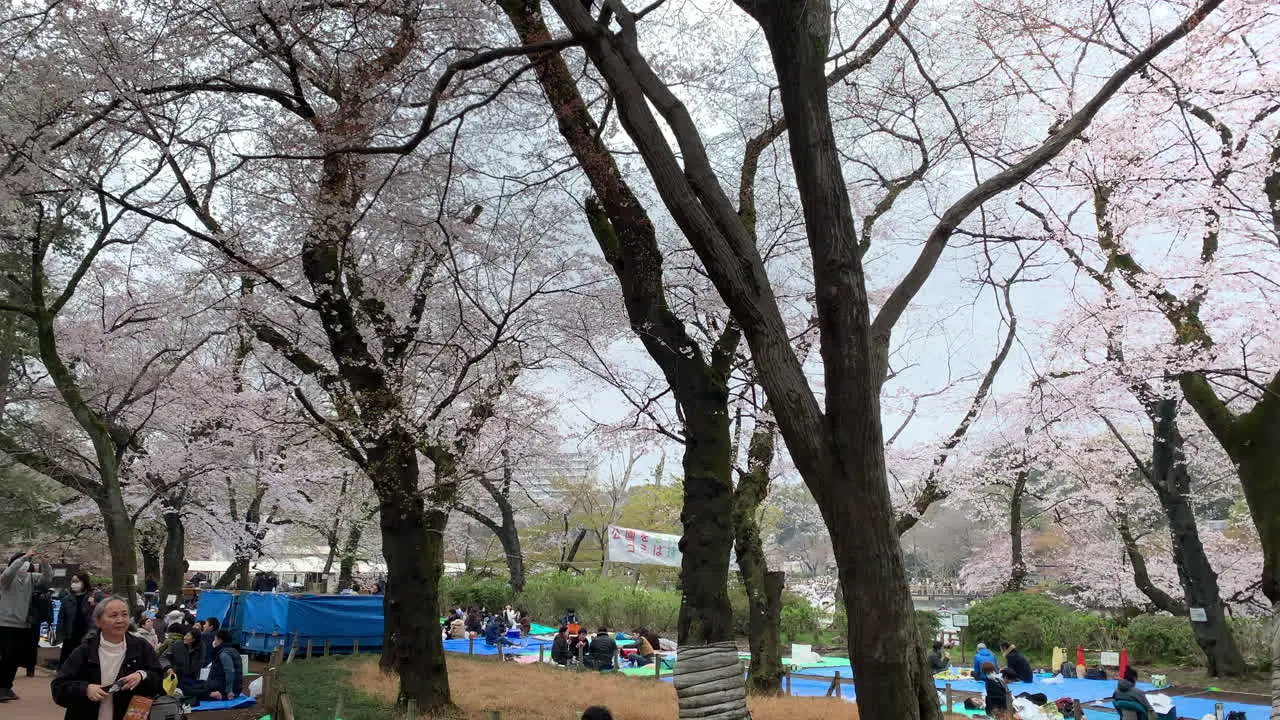 Hanabi cherry blossom party and people in picnic at Inokashira Park