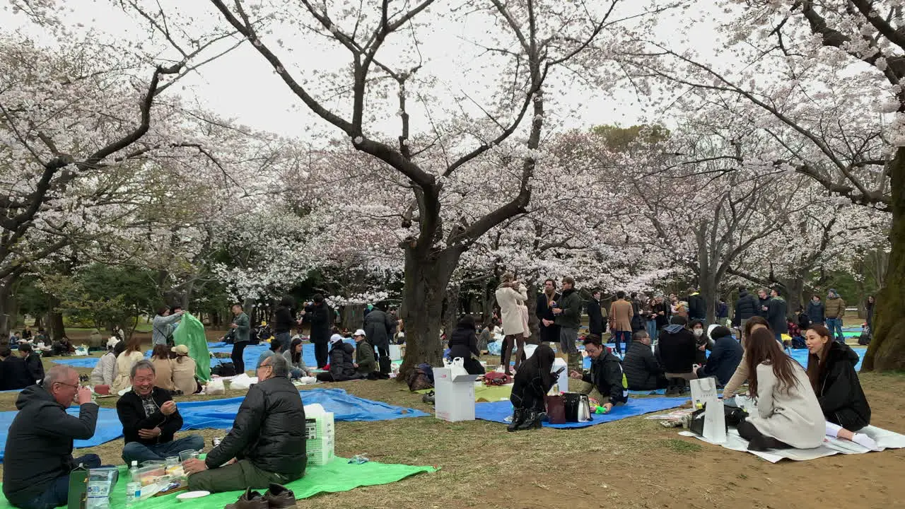 Groups of Japanese people under the cherry trees taking pictures walking drinking and enjoy a picnic at Yoyogi Park