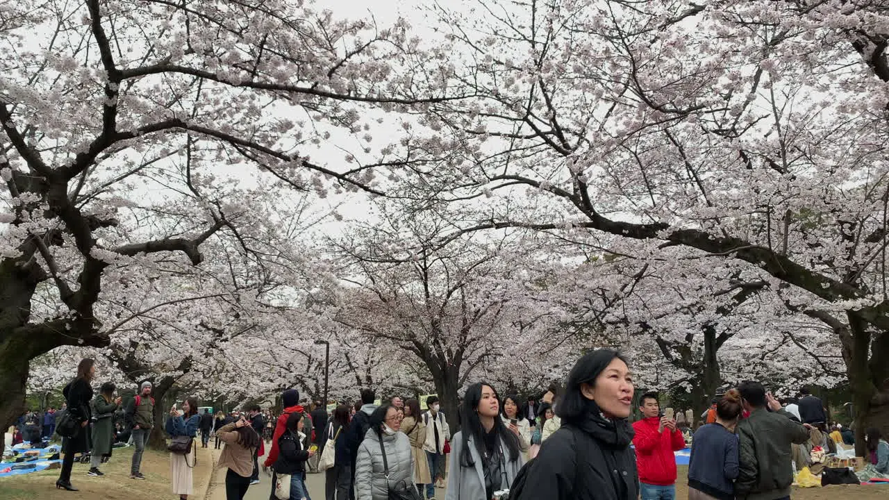 People enjoy walking and photographing on a path with cherry blossoms at Yoyogi Park