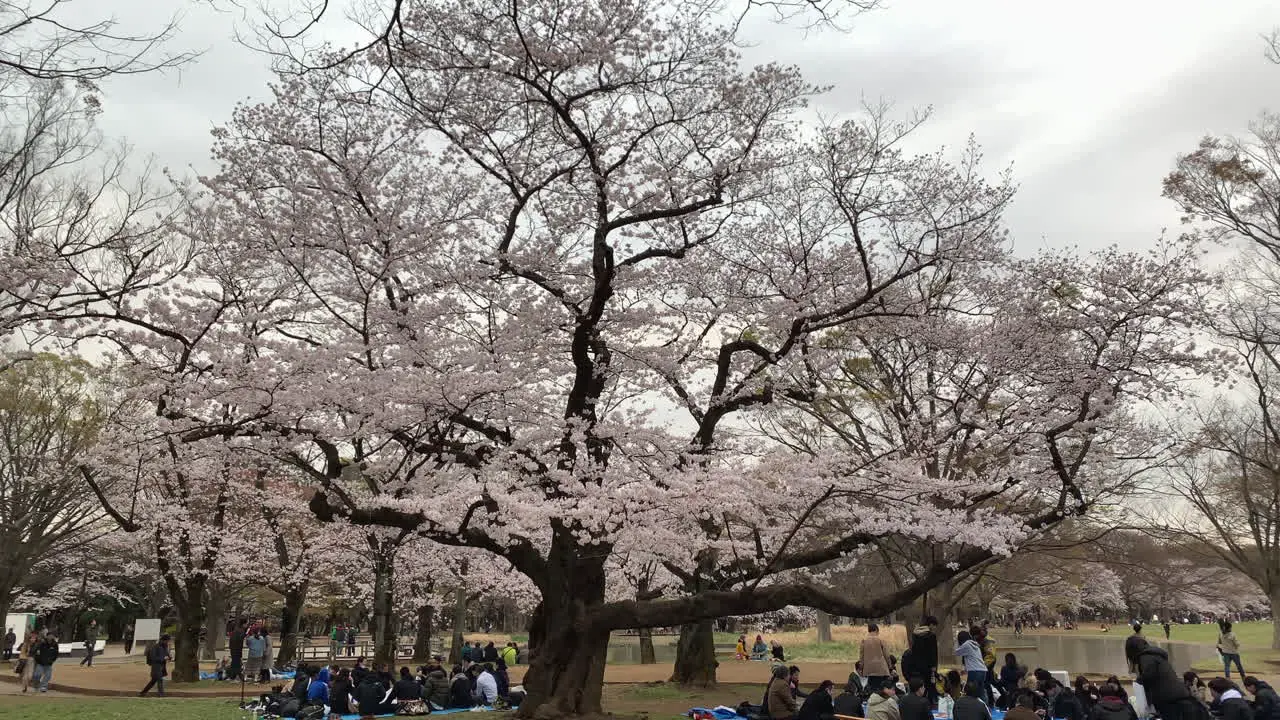 Wide panoramic of Yoyogi Park with people taking pictures walking and enjoy a picnic around cherry tree blossoms