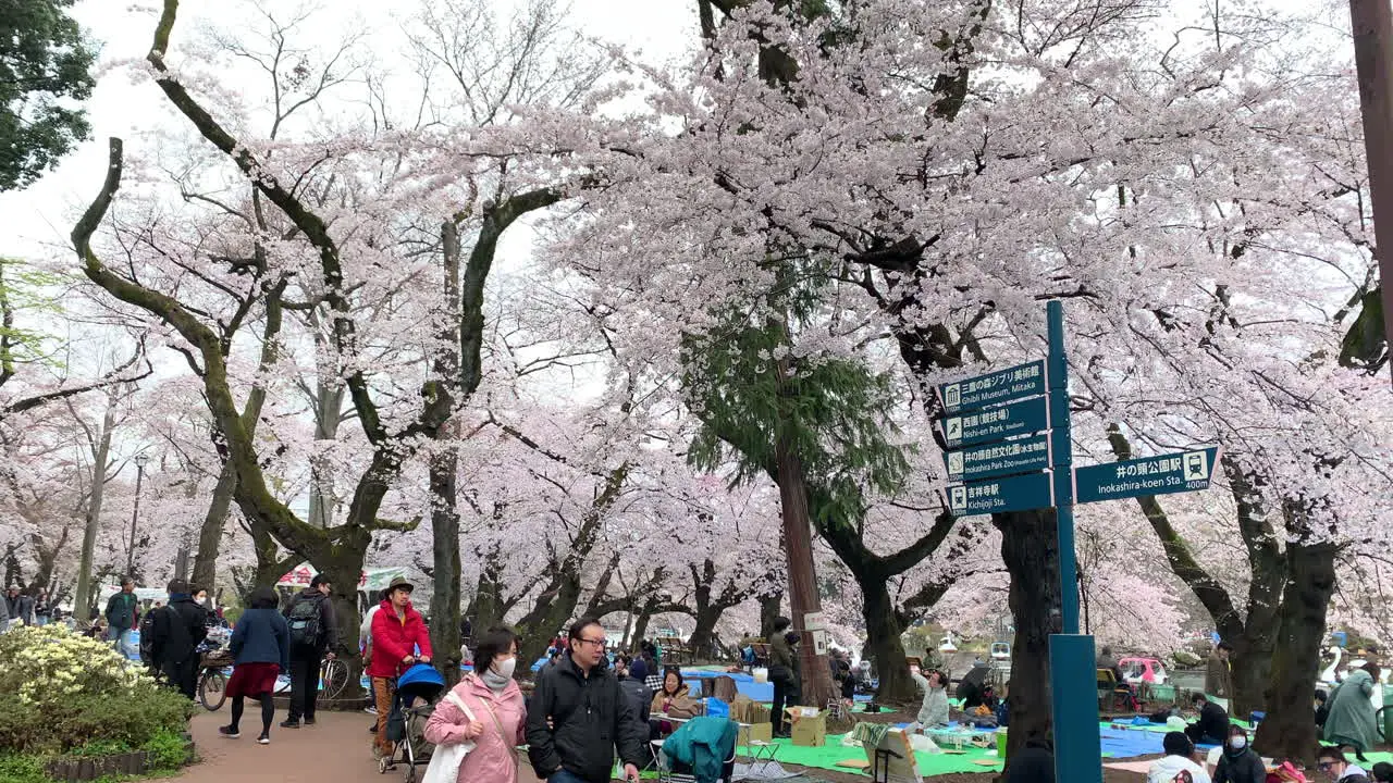 Panoramic of cherry trees fully with pink blossoms under people in the picnic