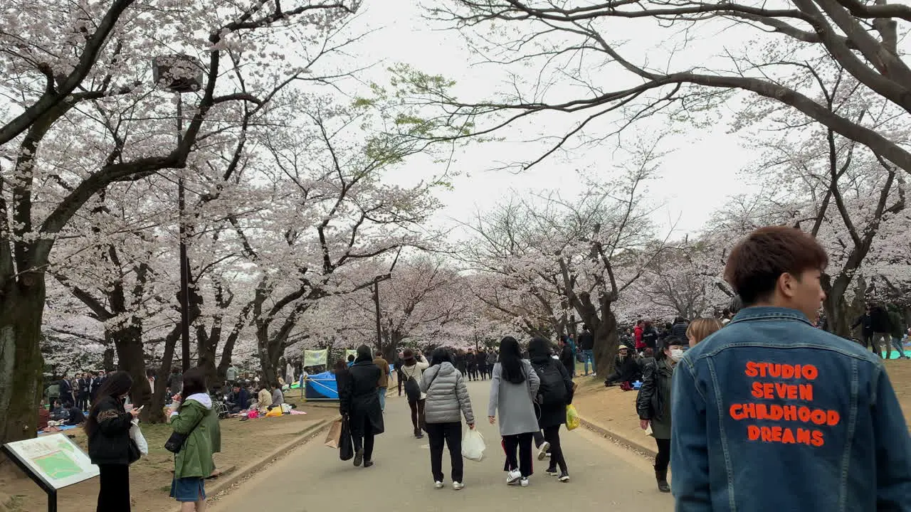 People walking on a path with cherry blossoms at Yoyogi Park