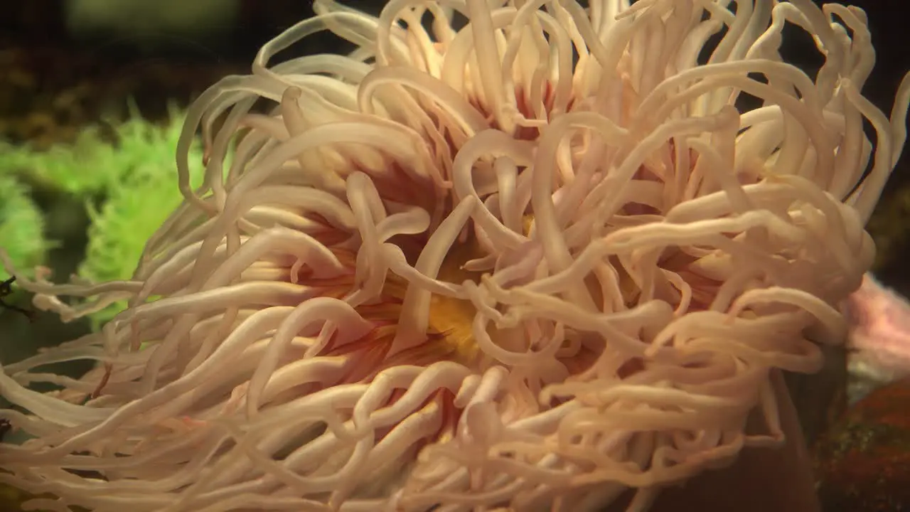 Underwater world life landscape Coral Reef