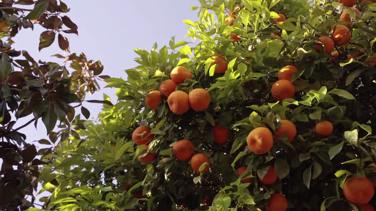 Spinning on a tree with oranges