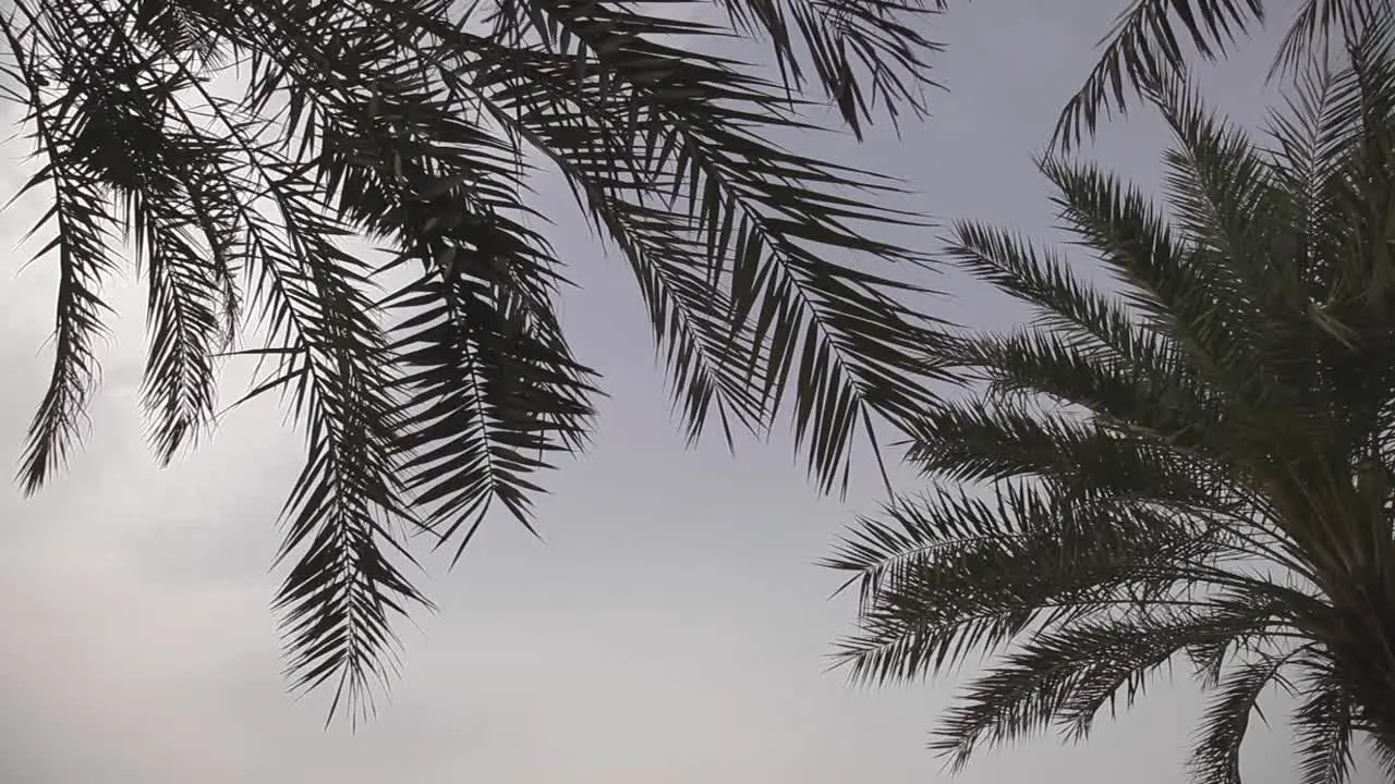 Palm trees branches in a windy day clear sky static shot low angle