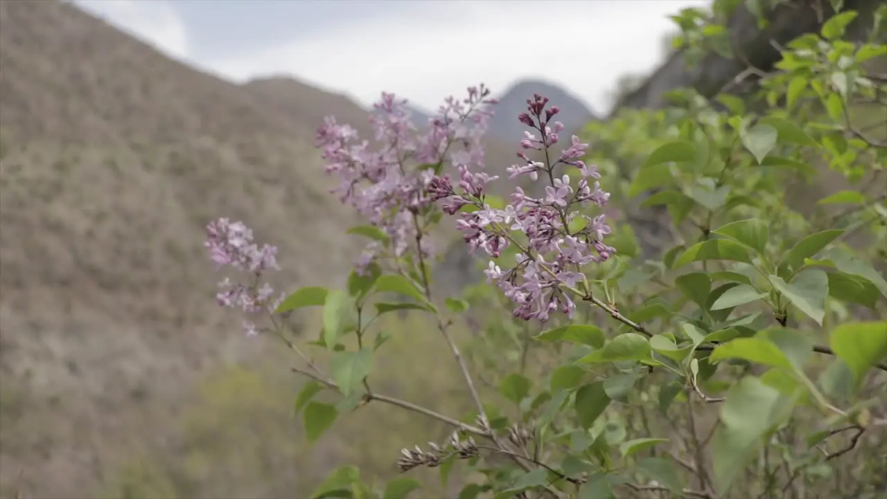 Purple flower on a meadow on a mountain