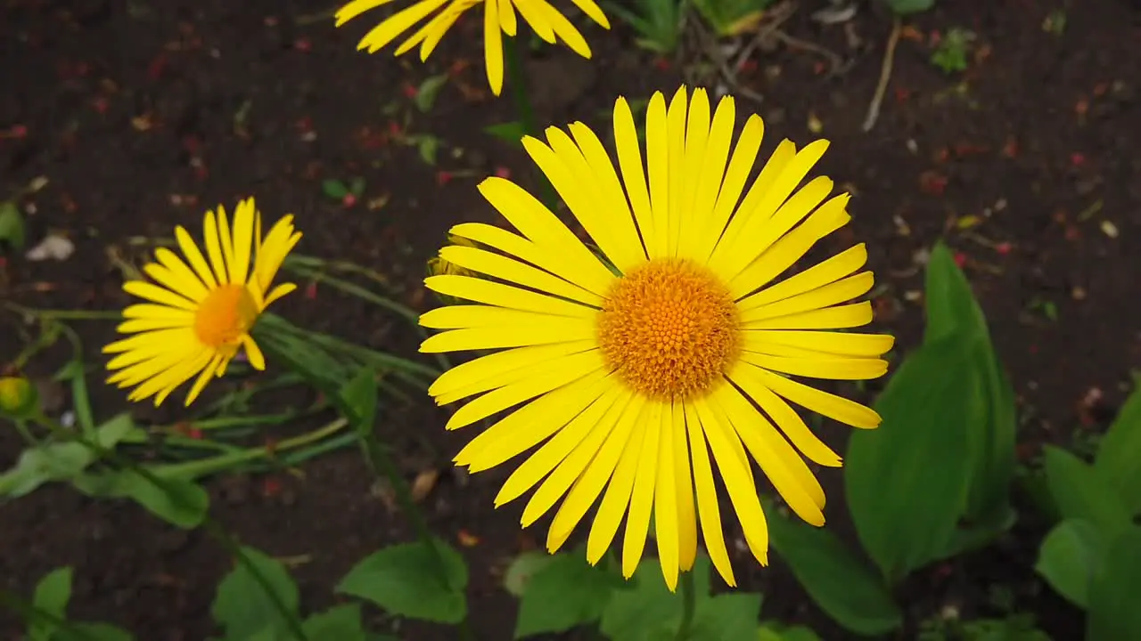 A very beautiful chamomile on the wind