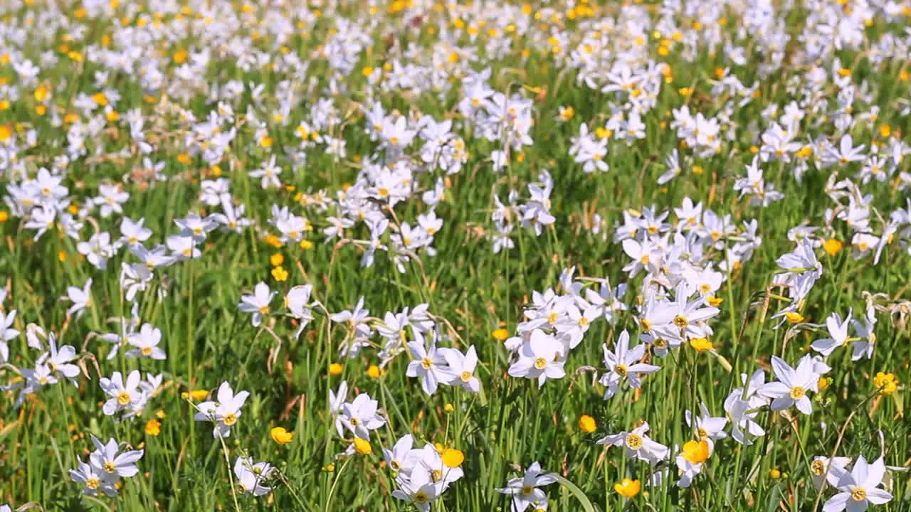 Field of flowering daffodils and buttercups Beautiful floral landscape