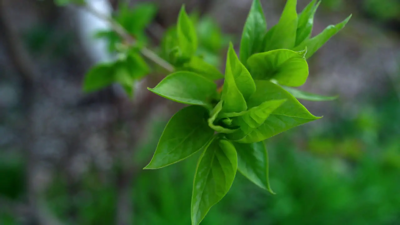 Green leaf blooming trees in forest Green plants in spring garden