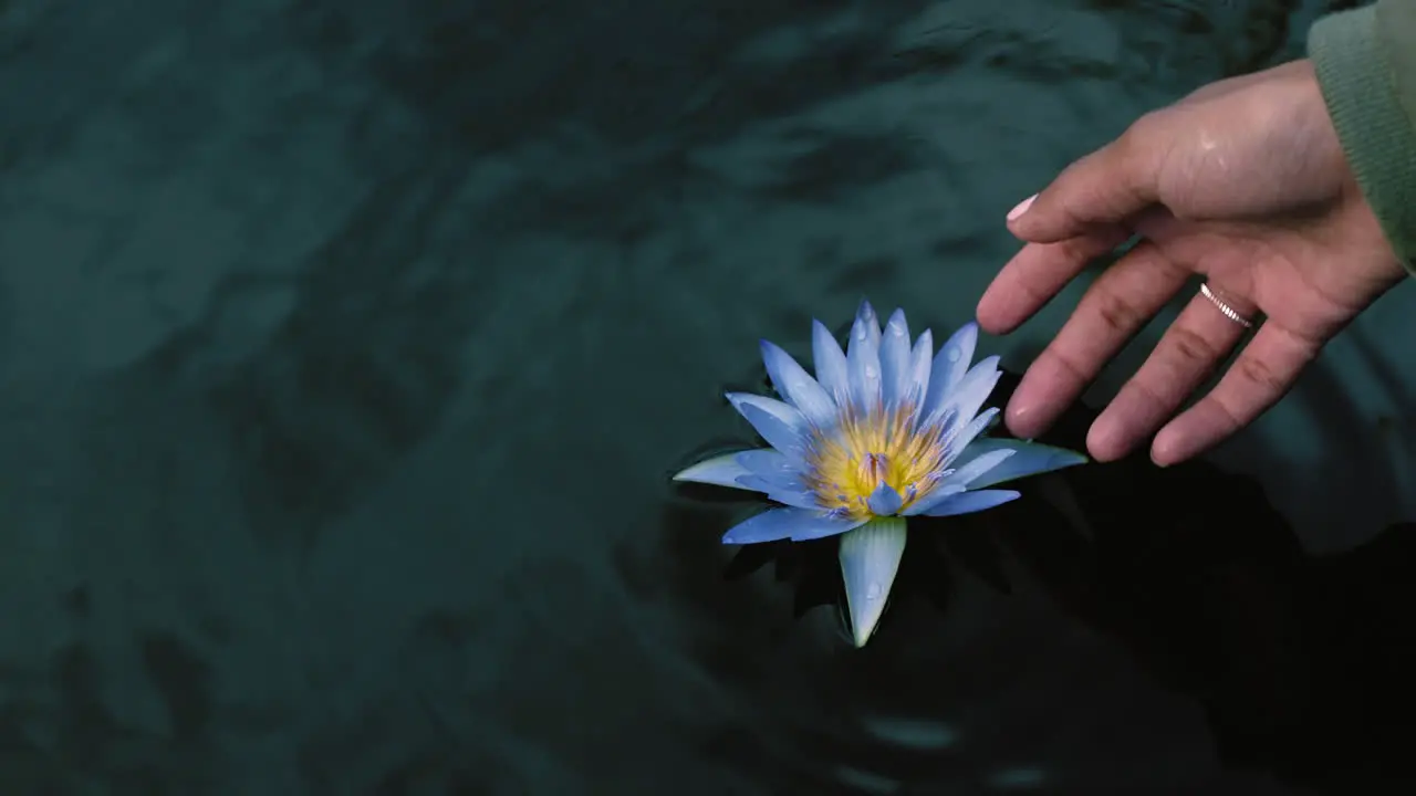 close up woman hand touching beautiful flower water lily floating in pond enjoying nature looking at natural beauty in garden park