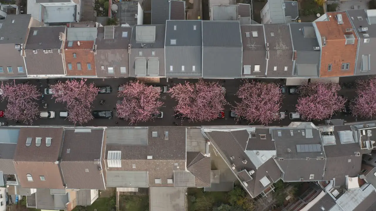 Drone Aerial top shot of the Cherry Blossom in the city Bonn Kirschbluete in der Heerstraße Breitestraße Bonn Tourism 25p