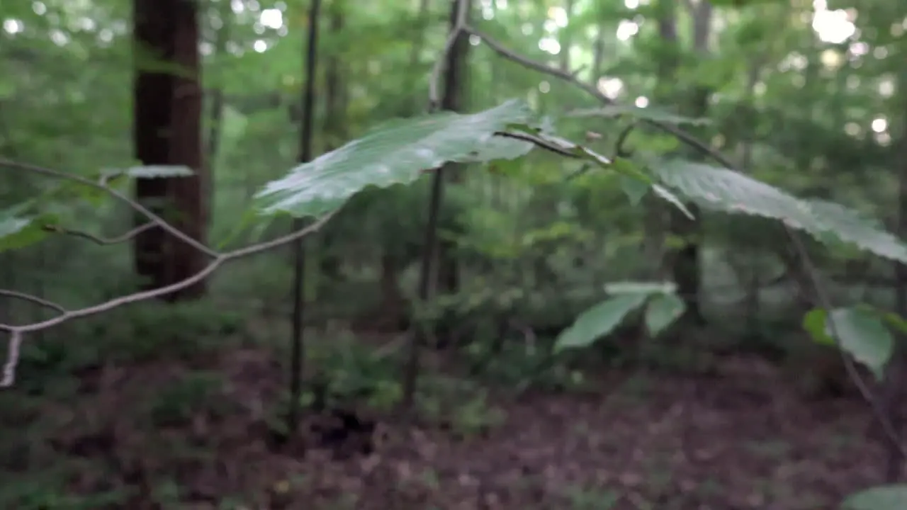 Leaves on a branch in the forest