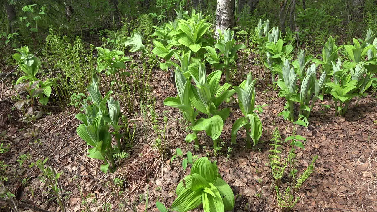 Alaska Forest Floor With Green Plants