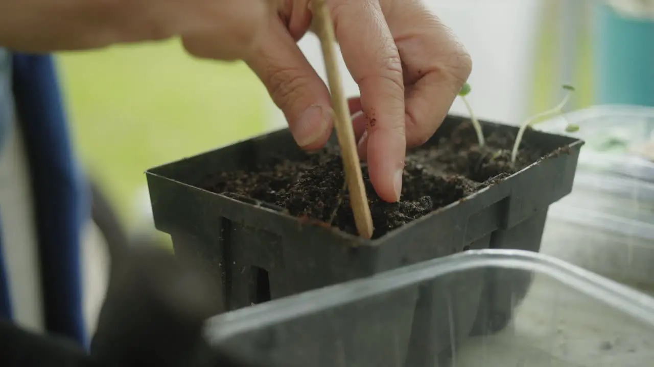 using a small stick to loosen the soil pot