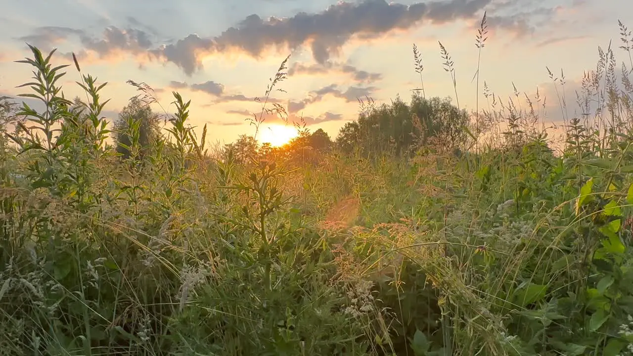 Slow pan of sunrise over meadow with wildflowers