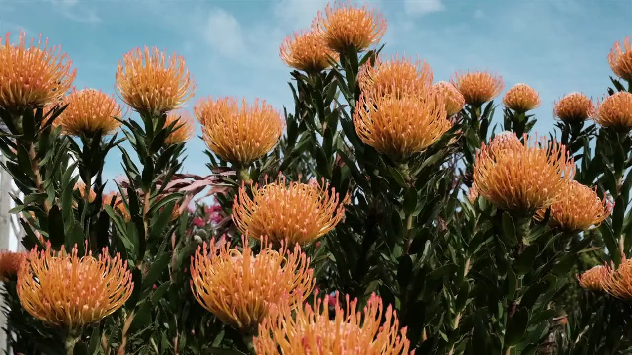 Orange Pincushion Protea flowers of South Africa indigenous Fynbos bush flowering