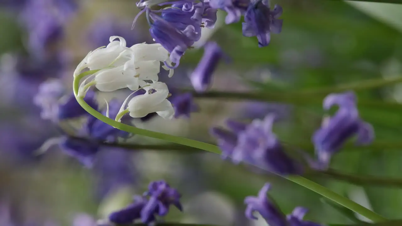 Wild White Bluebells flowers on the forest floor amid a sea of blue England UK