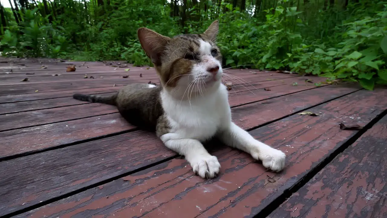 A cat disturbed by mosquito at wooden boat