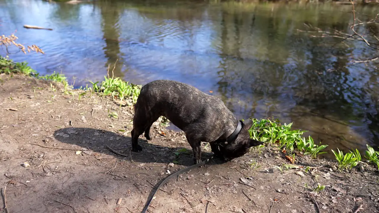 french bulldog with black collar and black leash drinking from the bank of a small stream and sniffing around