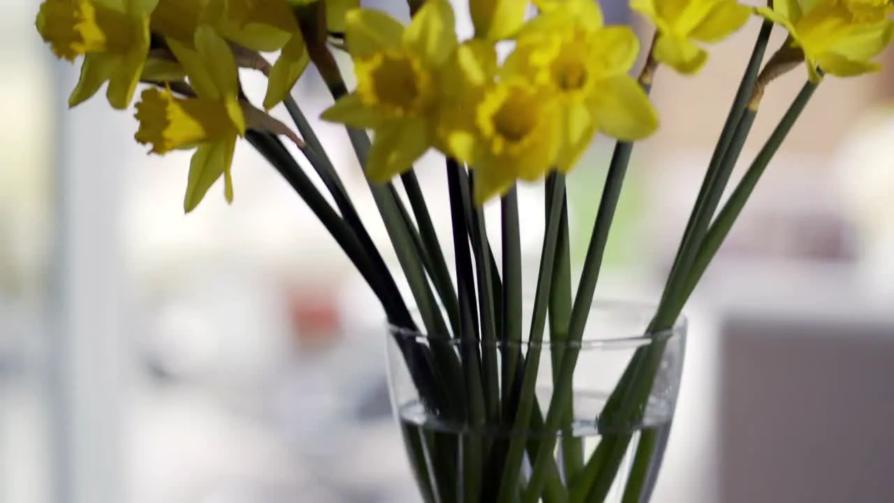 Yellow Daffodils in vase starts with reflection on black glass table and moves up