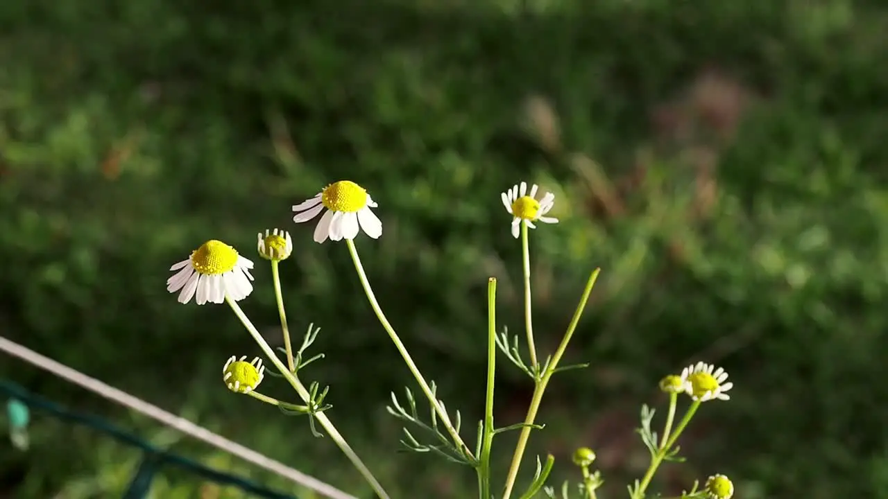 Chamomile blooms for the spring and summer