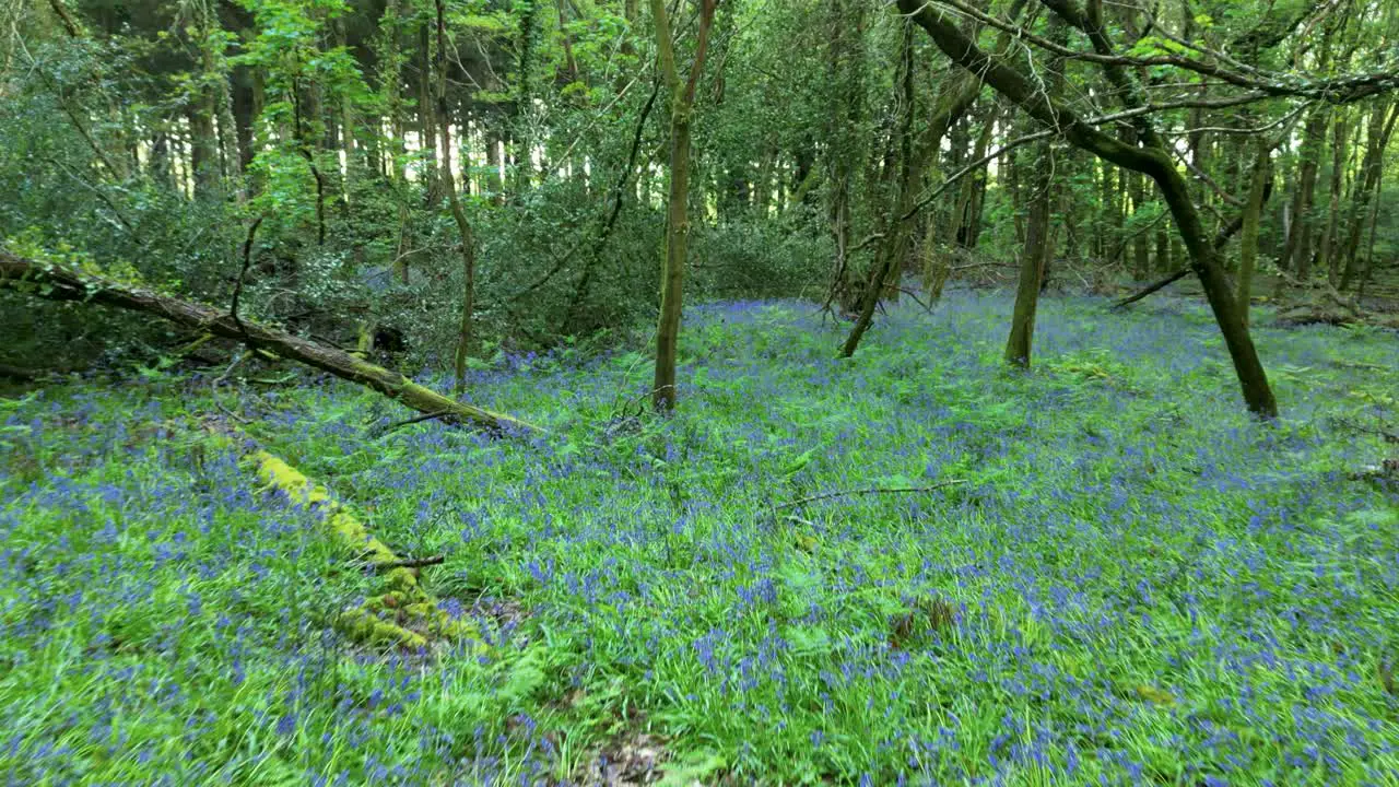 Low flight through bluebell woods with carpet of bluebells and vibrant Spring green of the trees