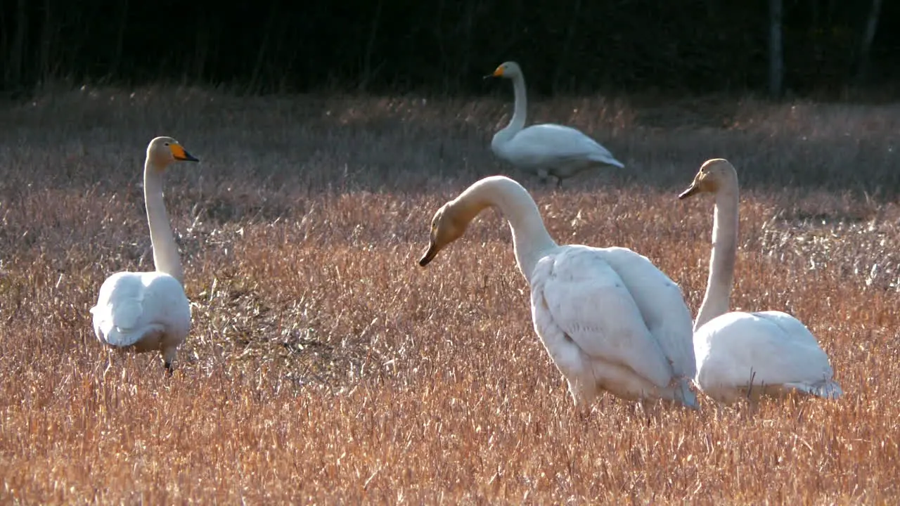 Group of Whooper swans on spring field static