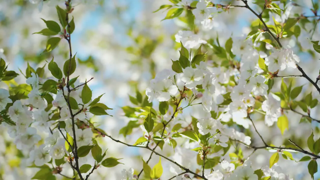 Beautiful Sakura tree Blooming in Spring