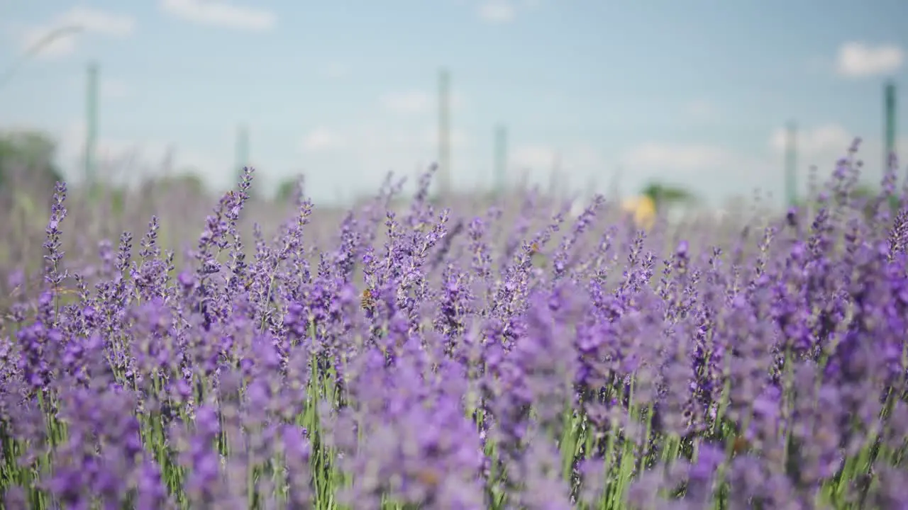 Beautiful flowering field of lavender in the garden