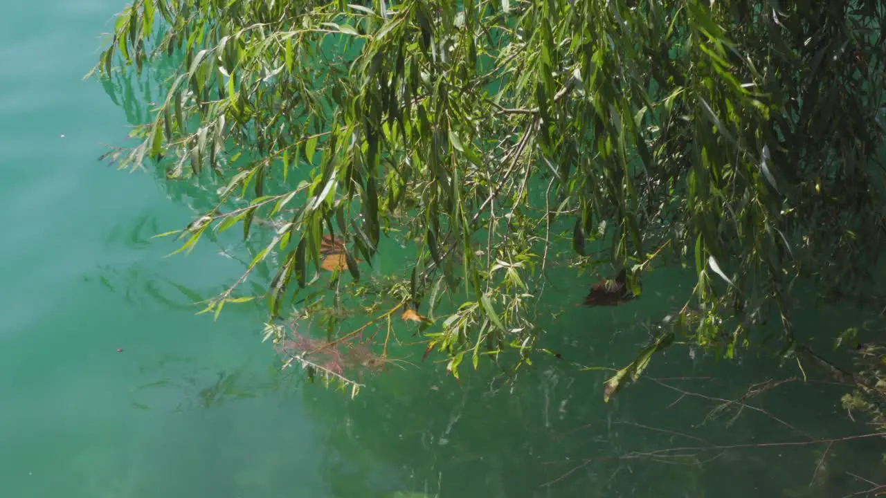 A Willow Branch Semi-Submerged in a Blue Lake Water