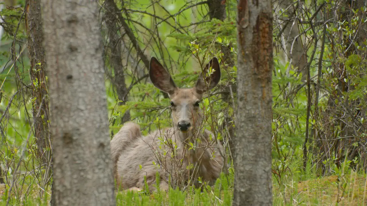 Deer laying down in the woods