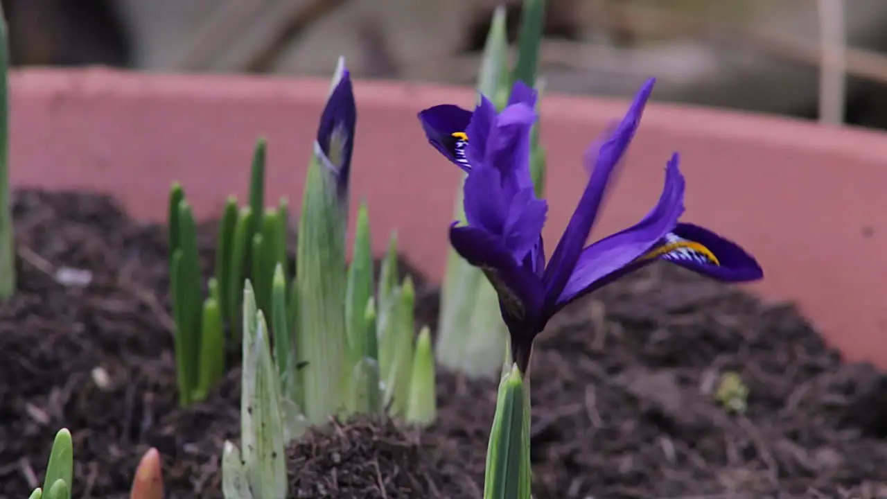 Miniature iris bulbs growing in a plant pot