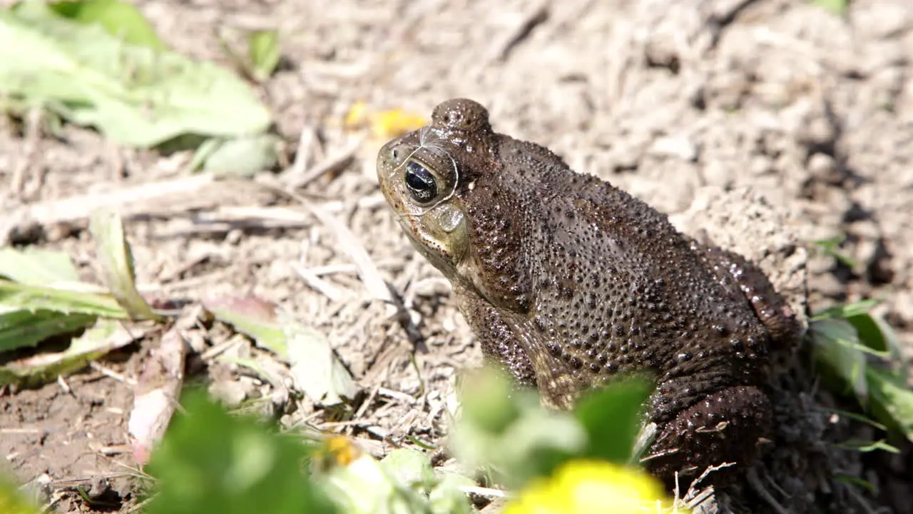 Cane toad slow motion hop in pond natural habitat of reptiles