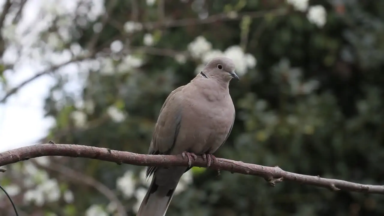 Collared Dove Streptopelia decaocto on branch British Isles