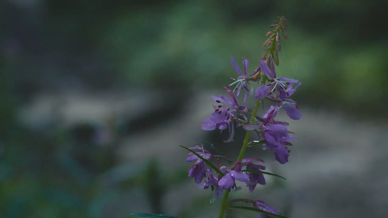 A close up look at a purple flower with a person in the background hiking past the flower