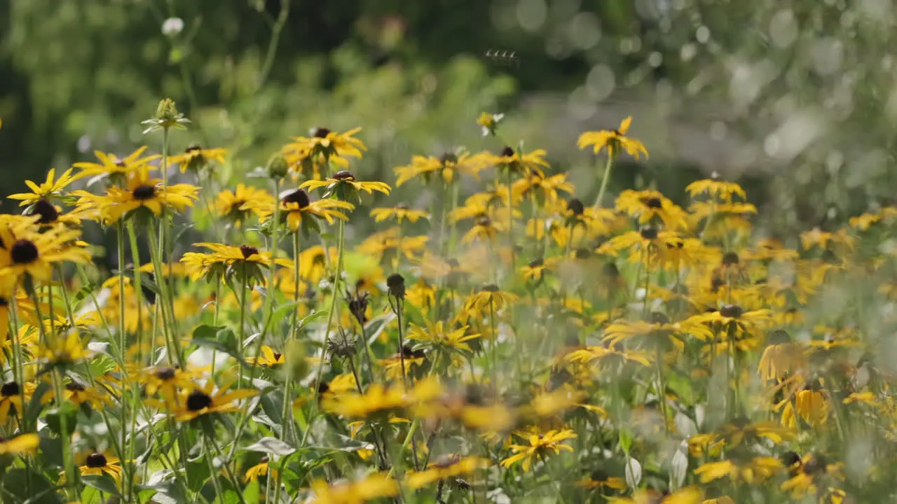 Tight shot of a growth of Yellow black eyed Susan flowers