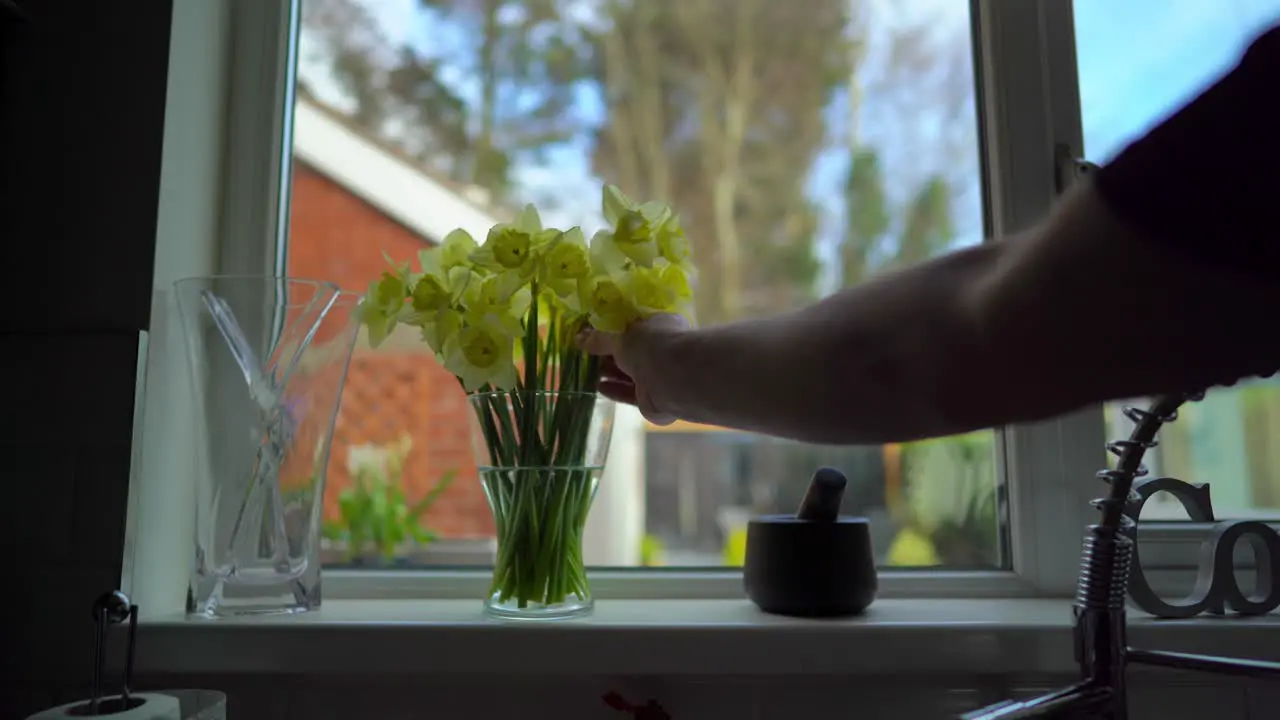 Daffodils man puts vase of flowers at window yellow springtime happy hopeful