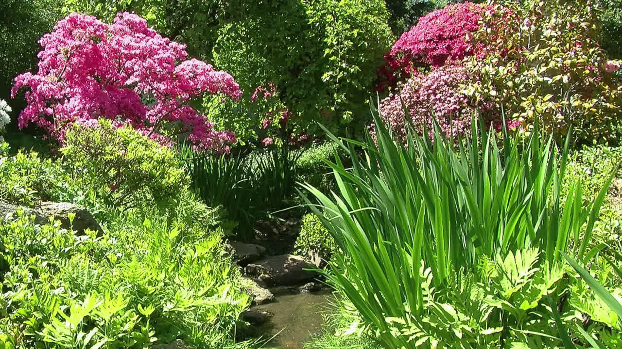 A small stream flows through a garden with azaleas irises ferns and a mulberry tree