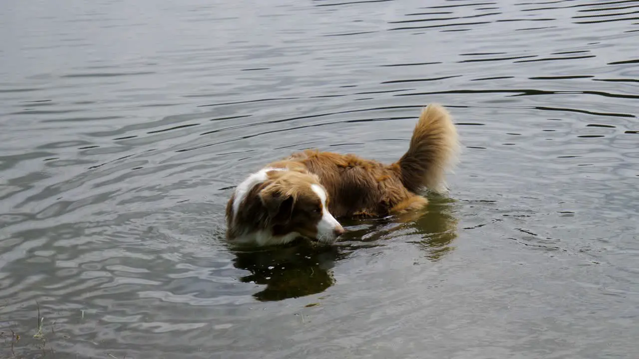 A dog playing in a lake in austria seefeld