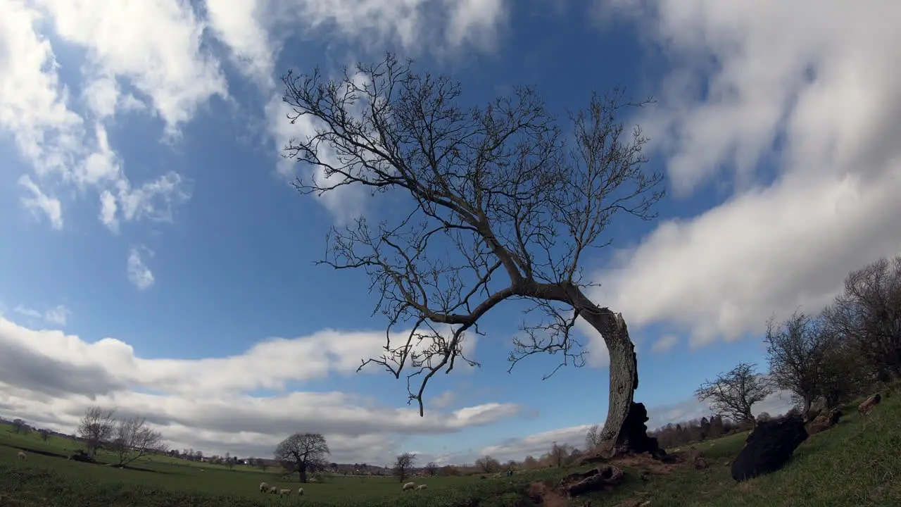 White Cumulus clouds speed by in a time-lapse showing an old bent tree in the Warwickshire countryside with grazing sheep around