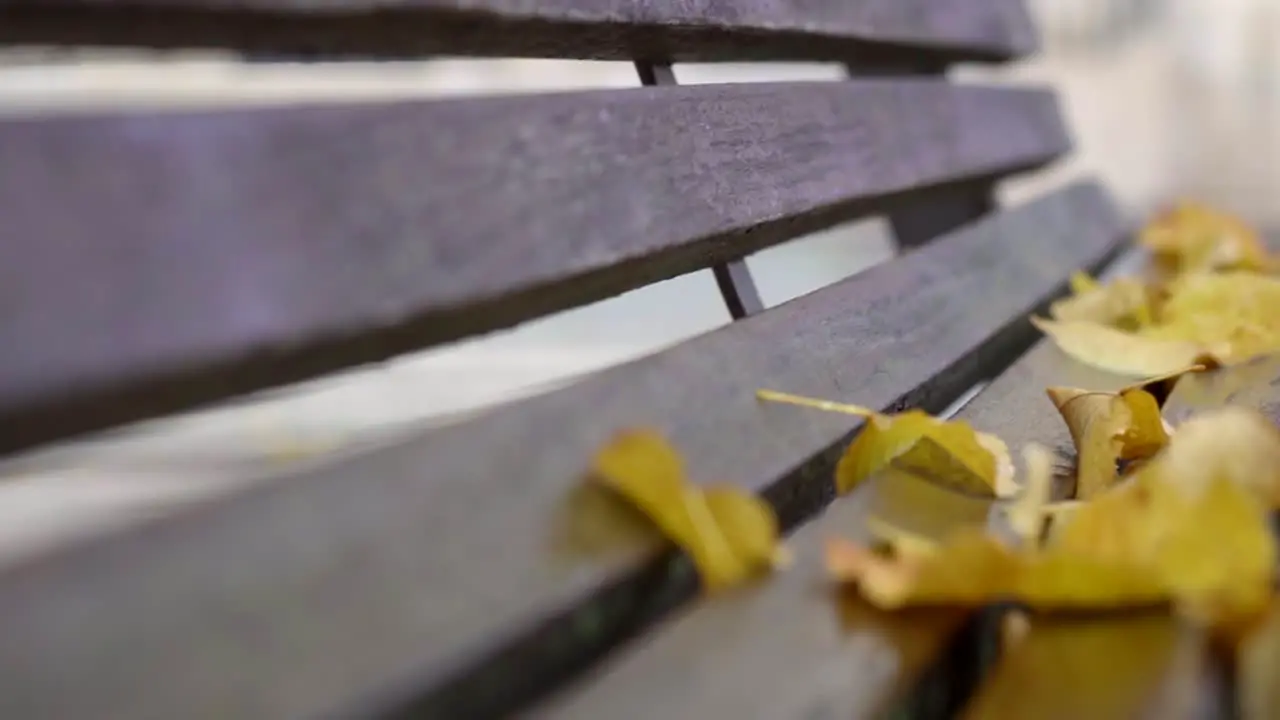 Yellowed Autumn Leaves Lie On A Wooden Bench In The Park