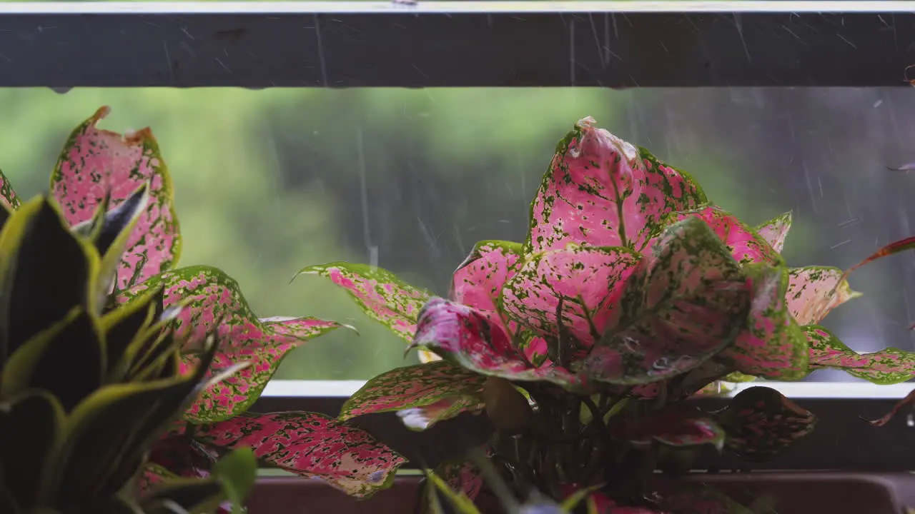 Morning heavy raindrops falling on pink Aglaonema Butterfly plants on the balcony