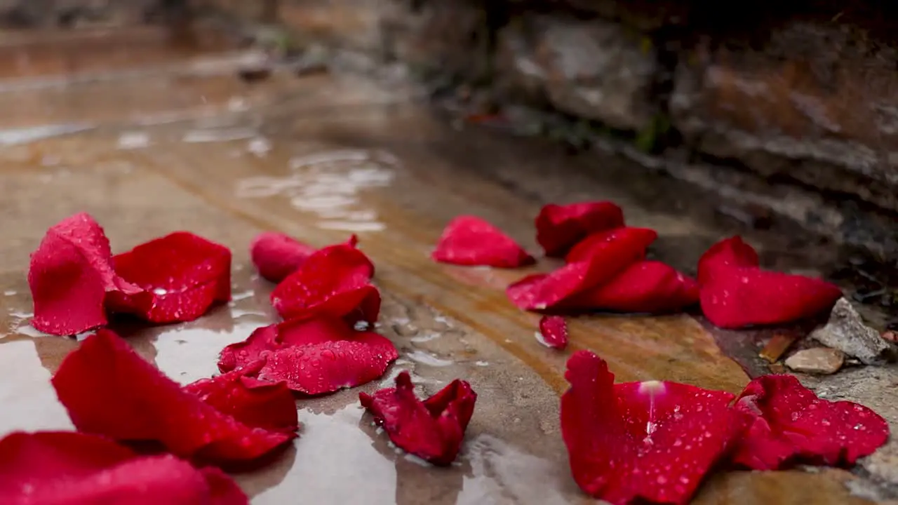 Flower pedals laying in the rain